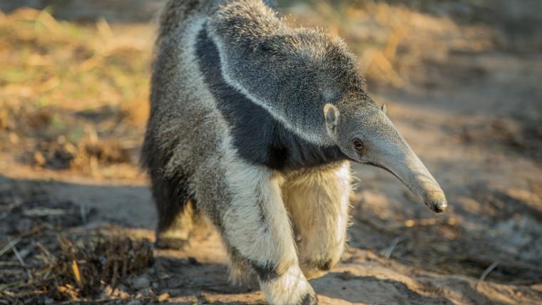 beautiful news giant anteaters