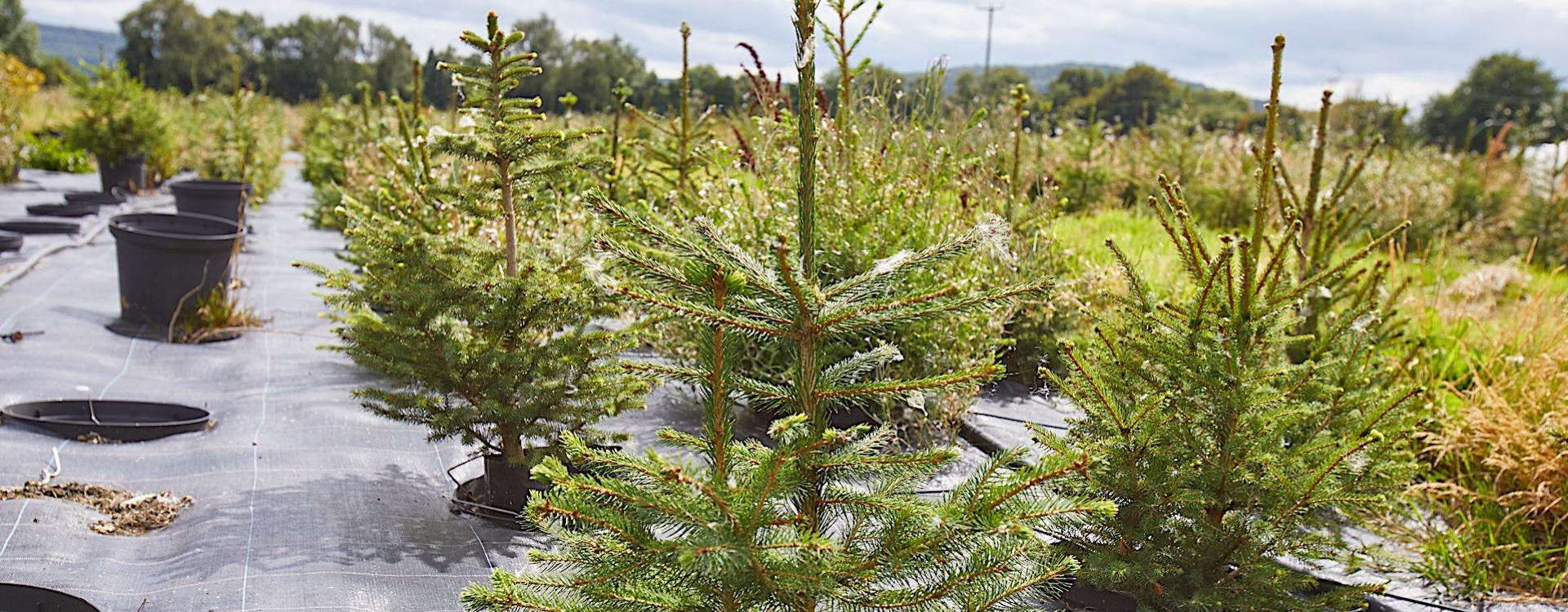 How To Make The Festive Season Eco Friendly Rent Your Christmas Tree   CatherineLoveless JonathanMearns ChristmasTreeRent  3 