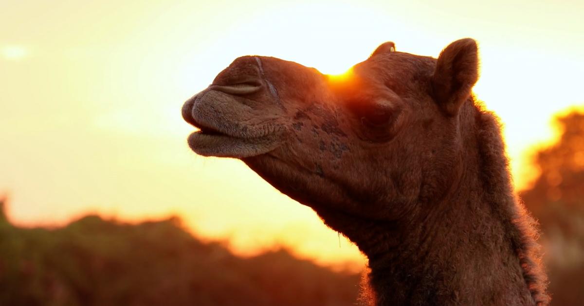 How to protect the last wild camels of the Gobi Desert | Beautiful