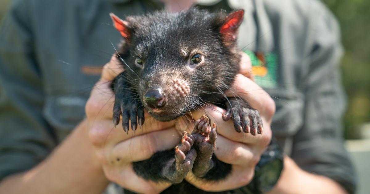 baby tasmanian wolf