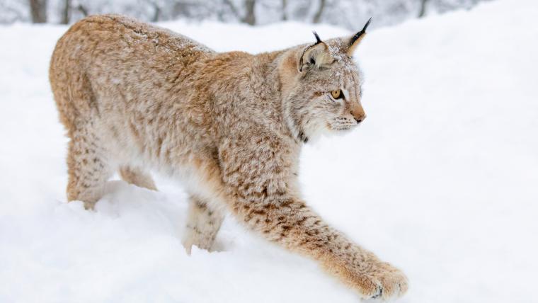 Lynx in the snow.