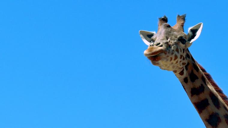 beautiful news giraffes