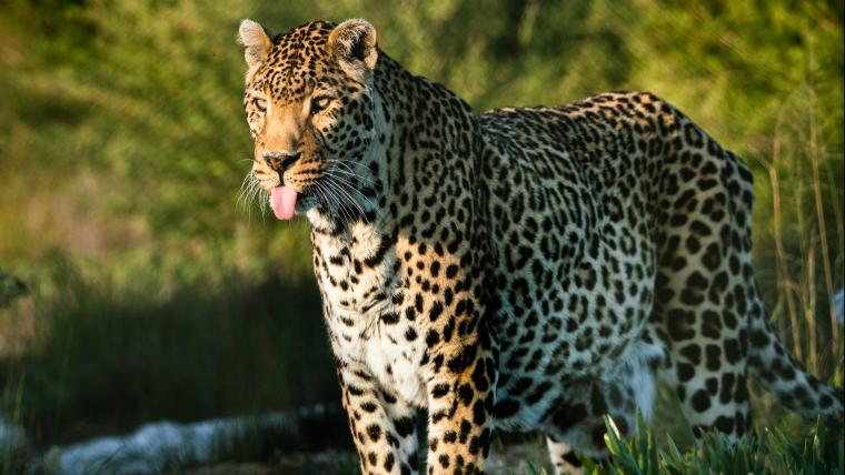 Leopard poking his tongue out.